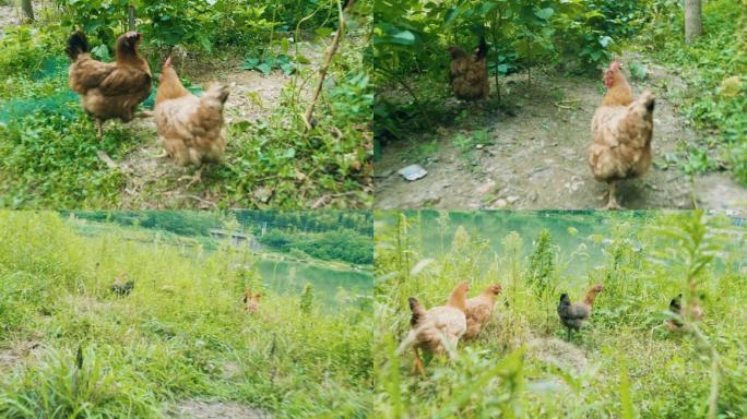 抓鸡山鸡土鸡捕猎野兽捕猎