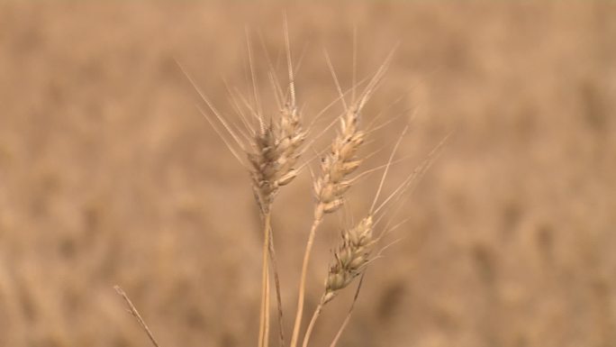 成熟期的小麦麦穗麦粒