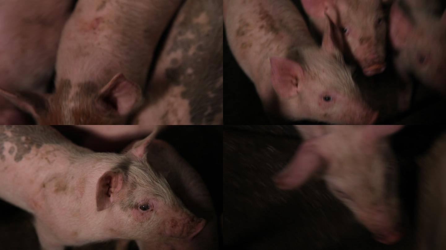 猪5