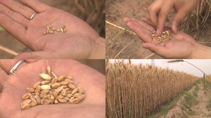 成熟期的小麦麦穗麦粒02