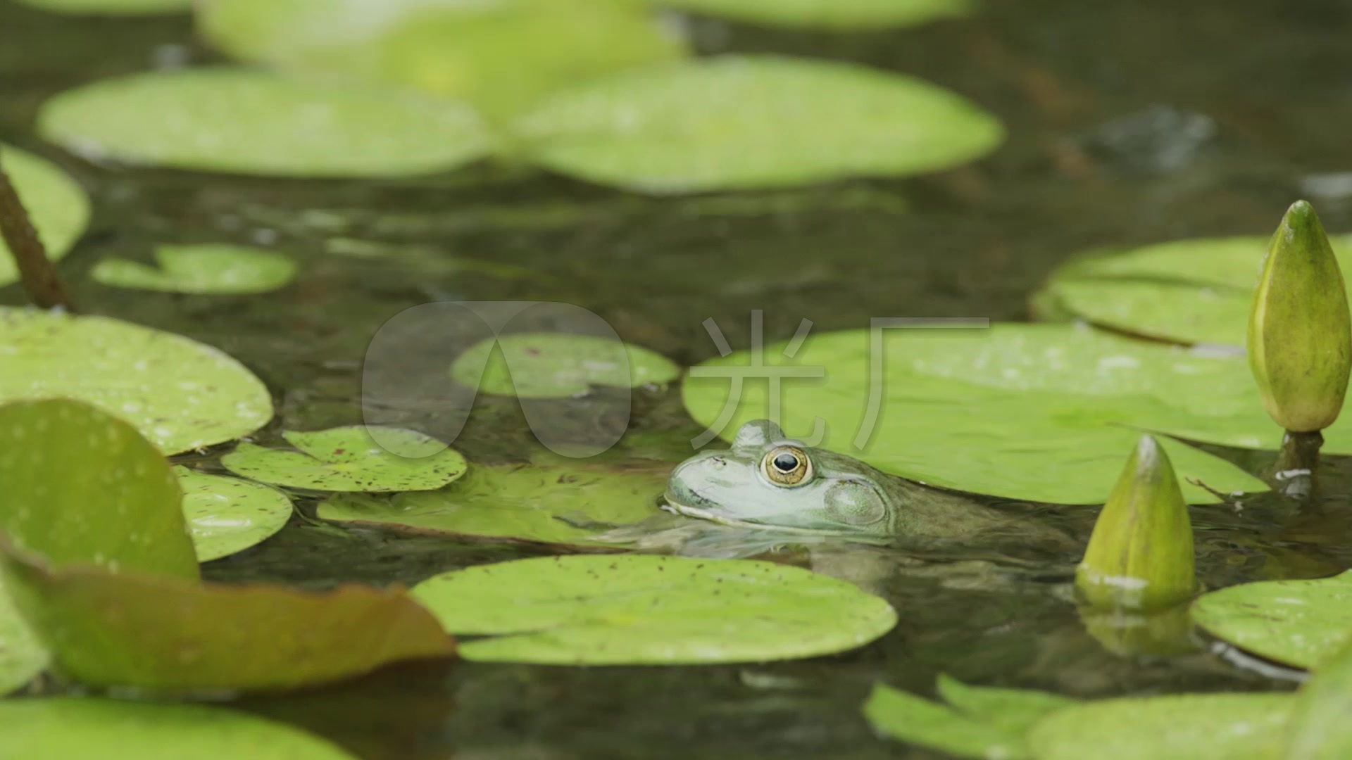 池塘里的青蛙绿色壁纸_桌面壁纸_mm4000图片大全