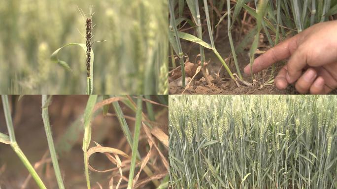 抽穗期小麦小麦病害畸形小麦02