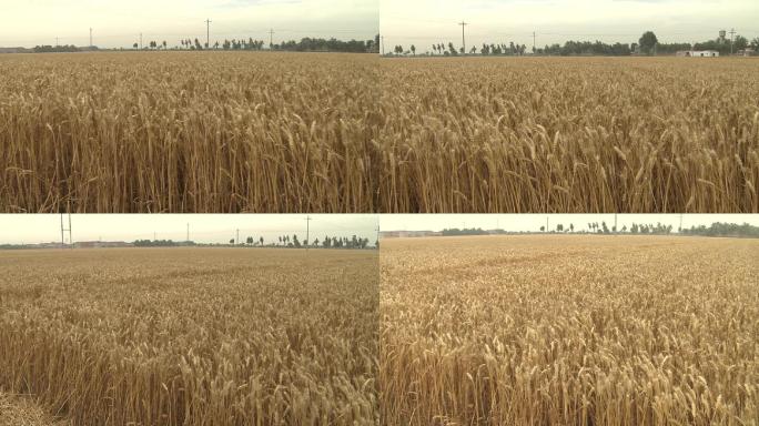 成熟小麦风干期小麦