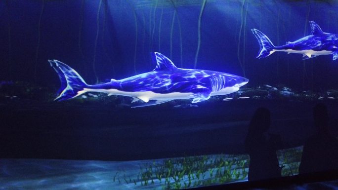 海洋馆科技鲨鱼