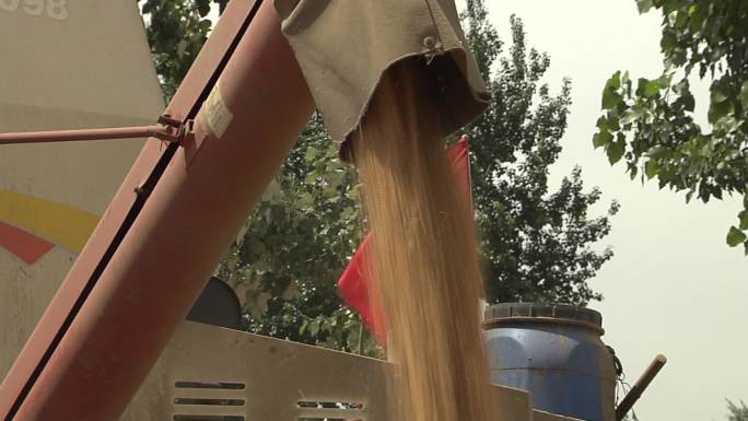 小麦收割检查机器晾晒