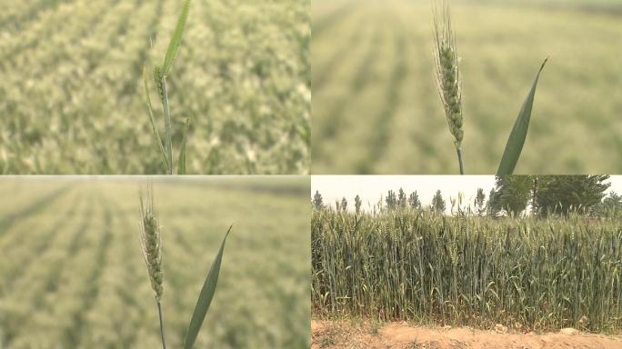 抽穗期小麦小麦病害畸形小麦