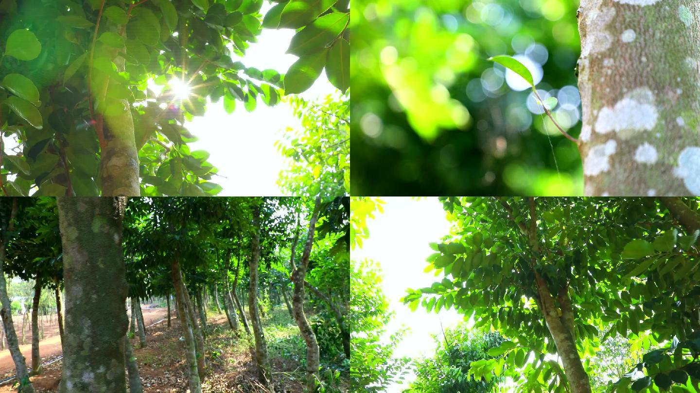 沉香树高清实拍