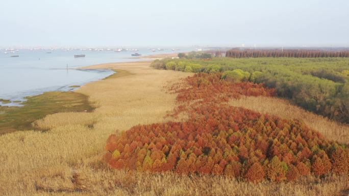 4K原素材-航拍上海崇明西沙湿地