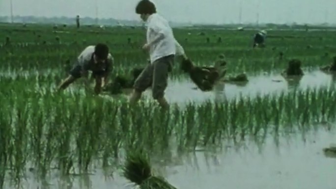 80年代水稻种植