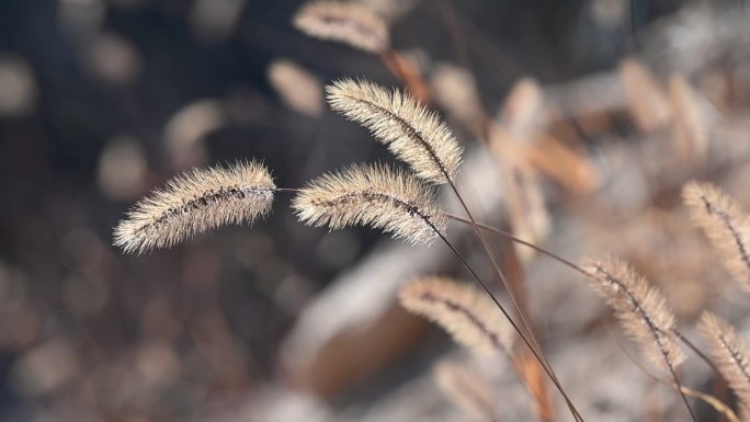 毛毛草