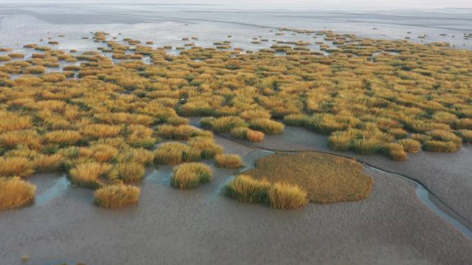 胶州湾湿地