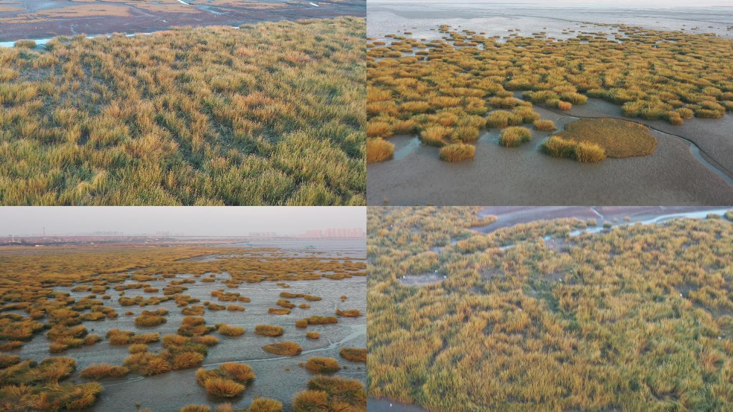 胶州湾湿地