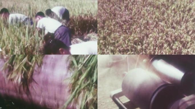 70年代农民早稻丰收
