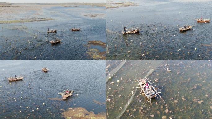 微山湖鱼鹰航拍