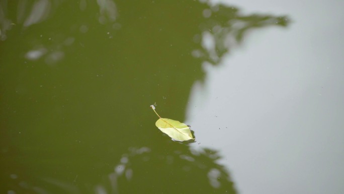 【4K原创】水中漂浮的树叶