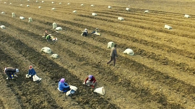 航拍东北秋季风光药材基地花卉基地