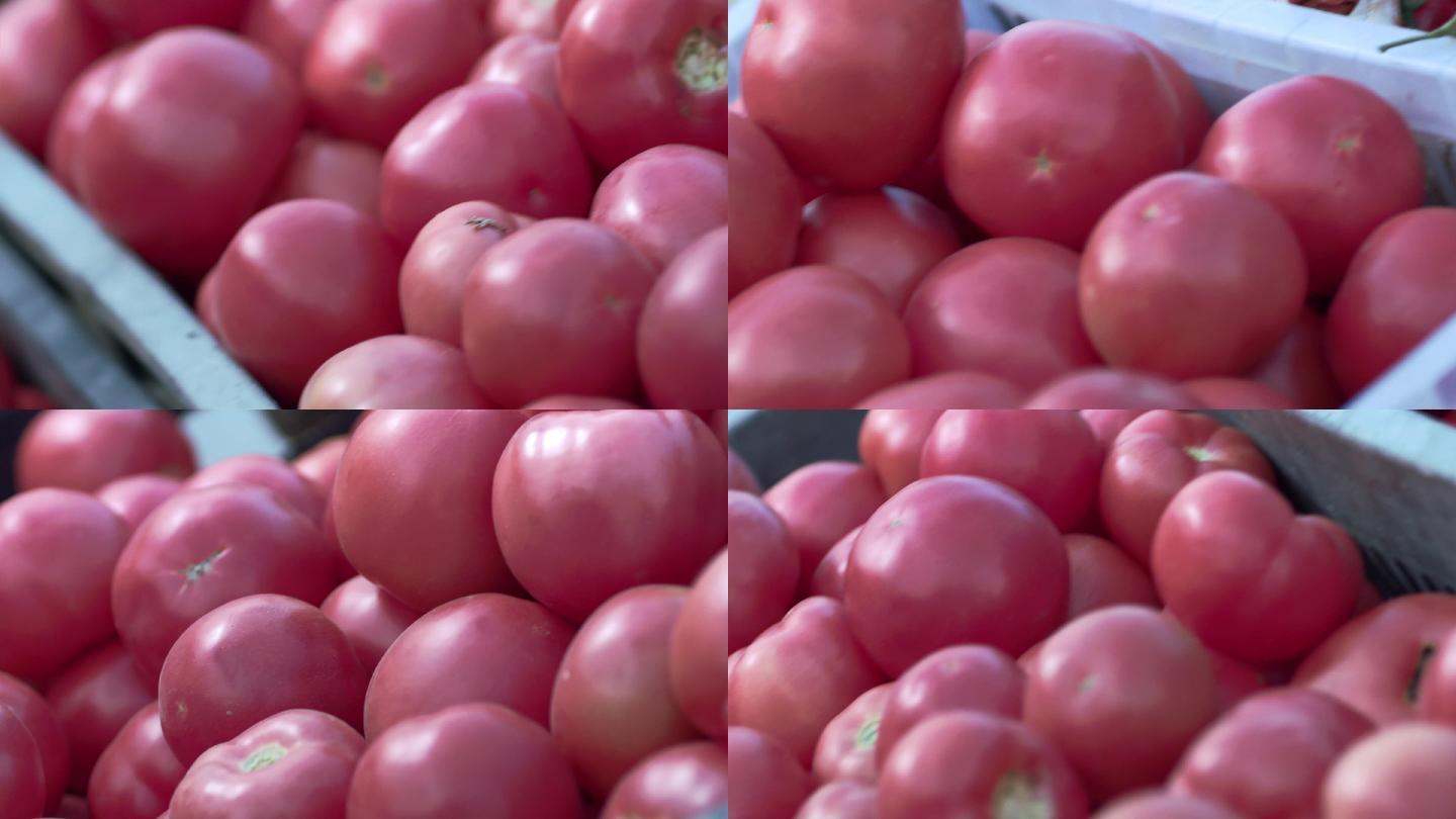 扶贫精西红柿番茄小西红柿小番茄高档番茄