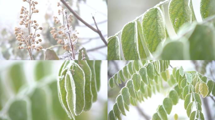 4K霜降结霜的清晨