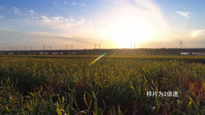 夕阳玉米种植列车轨道