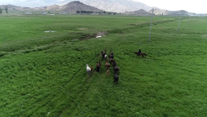 草原川西放牧牧马放马骑马河流原野马群马航