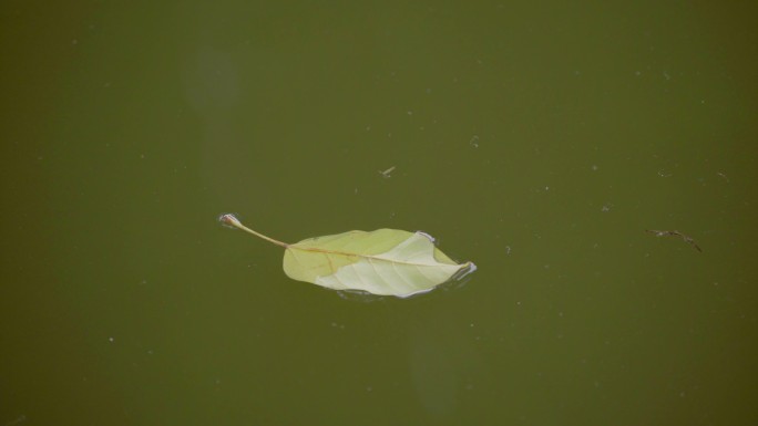 【4K原创】水中漂浮的树叶