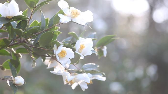 茶花山茶花山茶树山茶籽 山茶油茶籽油