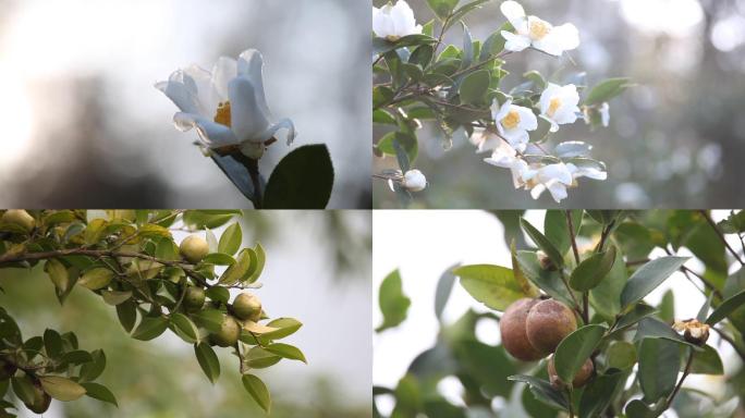 茶花山茶花山茶树山茶籽 山茶油茶籽油