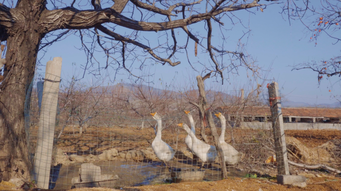 4K农村生活场景-乡村集市-农村市场