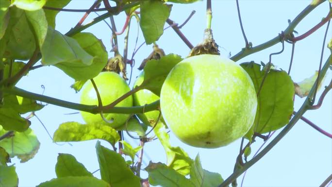 4k无边无际百香果果园种植基地带航拍