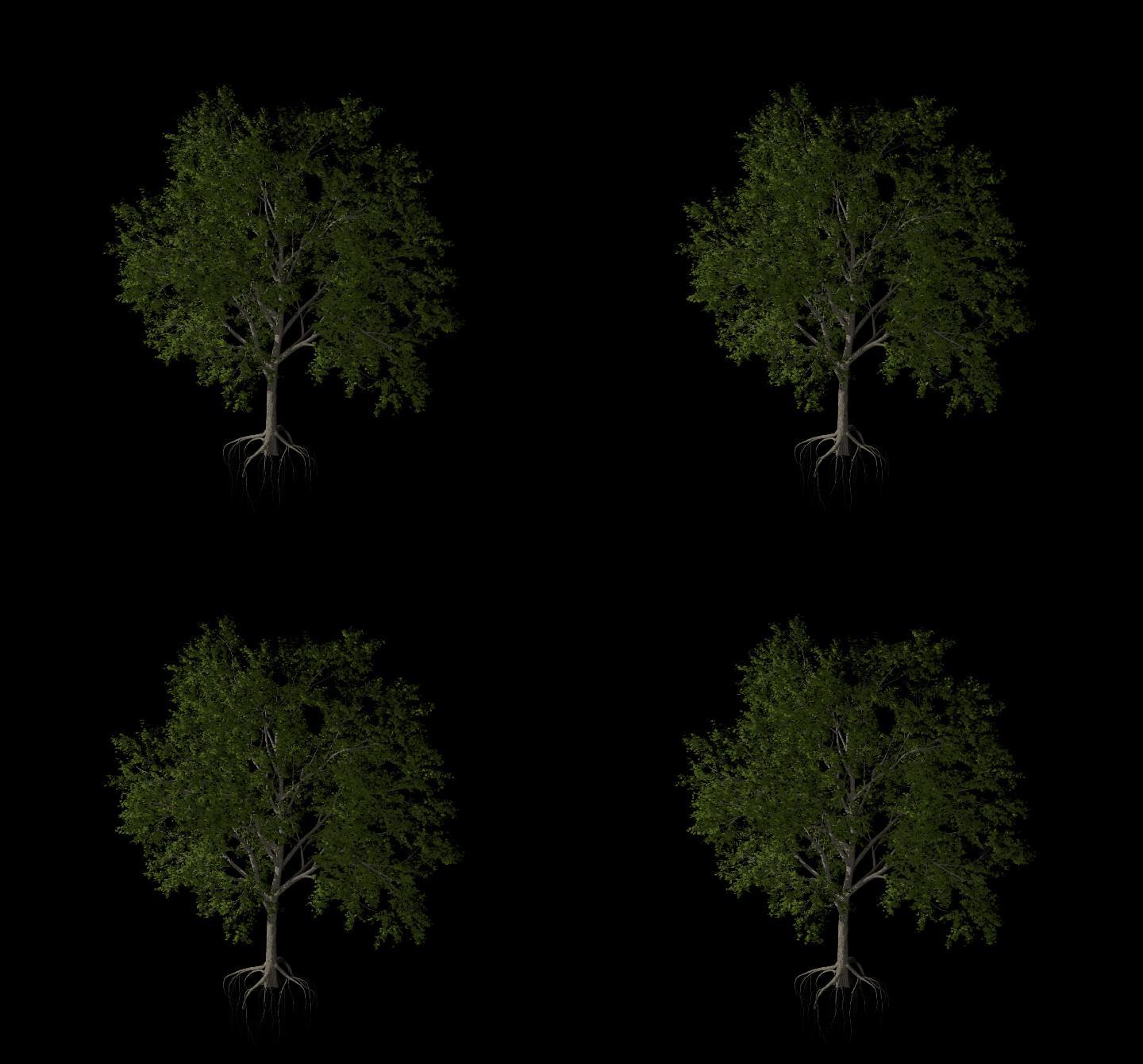 树透明通道