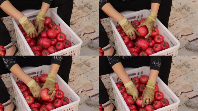 工人采摘西红柿