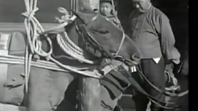 20年代30年代民国骡子马匹