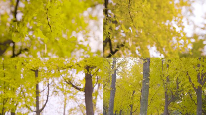 阳光下密集的银杏树叶树林