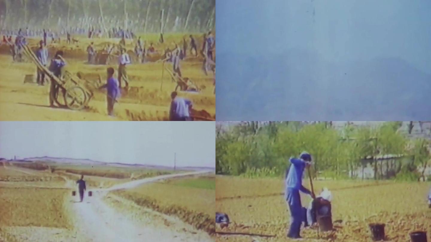80年代石家庄农田灌溉