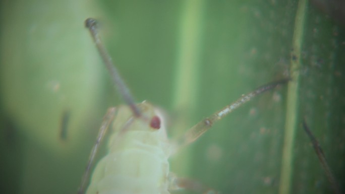 蚜虫微观镜头小麦蚜虫微距拍摄