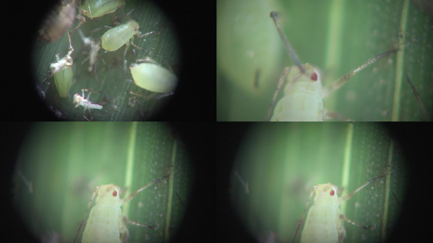蚜虫微观镜头小麦蚜虫微距拍摄