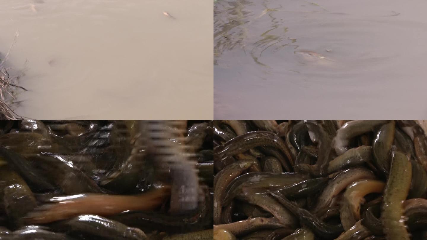 泥鳅养殖视频素材