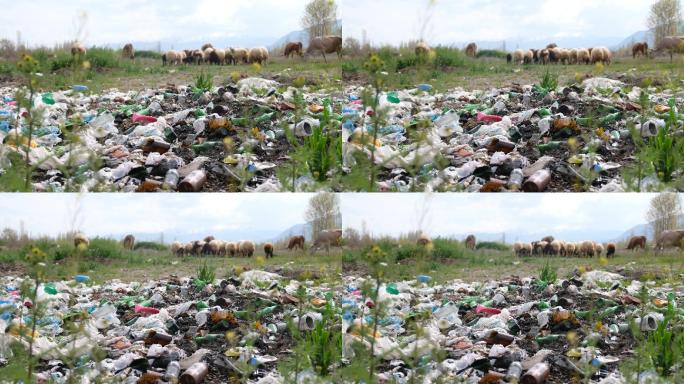 4K垃圾堆羊群环境保护