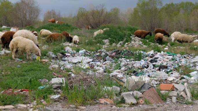 4K垃圾堆与羊群环境保护