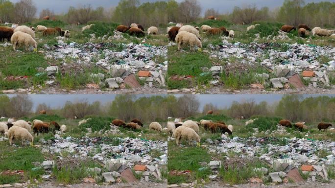 4K垃圾堆与羊群环境保护