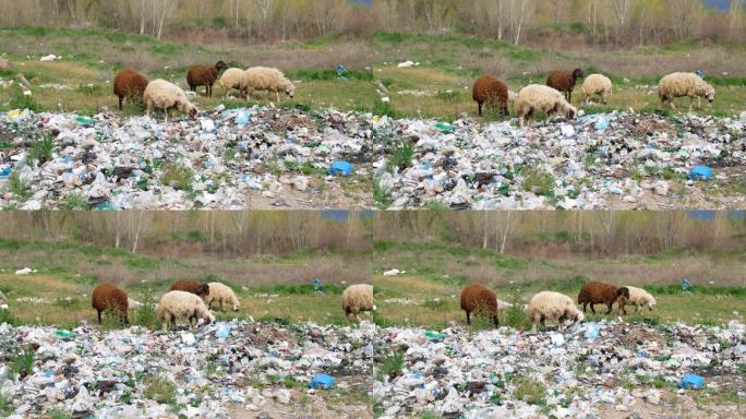 流浪野外垃圾堆羊群吃垃圾