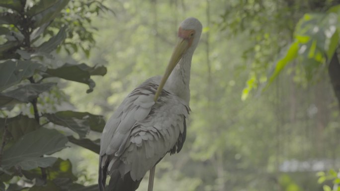 【4k】大自然动物生态大鸟白鸟长嘴