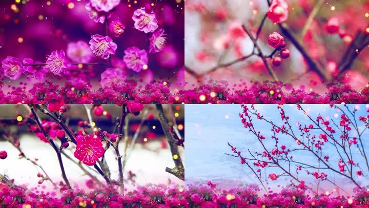 歌曲 红莓花儿开 舞台背景 19x1080 高清视频素材下载 编号 舞台背景 Vj师网www Vjshi Com 歌曲 红莓花儿开 舞台背景 19x1080 高清视频素材下载 编号 舞台背景 Vj师网www Vjshi Com
