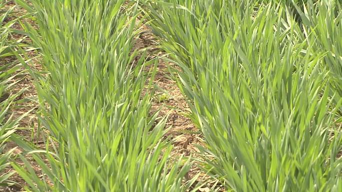 小麦返青期施肥浇水