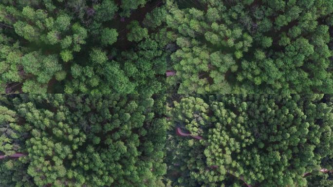森林视频垂直航拍由近到远的松树林