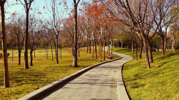 公园秋景—草地落叶漫步小道