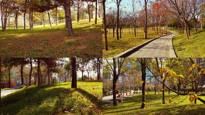 公园秋景—草地落叶漫步小道