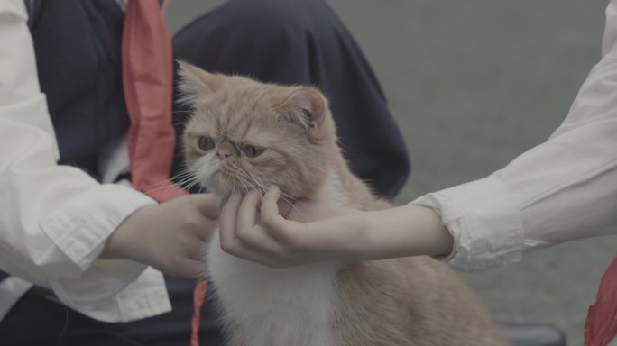 小学生逗弄加菲猫