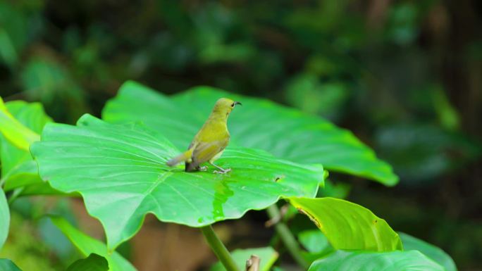 原创中国南方自然景区珍贵鸟类视频素材