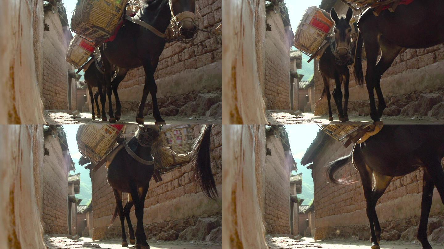 升格视频，茶马古道经过村子的马帮
